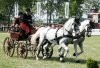 2010. április 24. - IV. GYúrós Pál Tótkomlósi Amatőr Fogathajtó Verseny